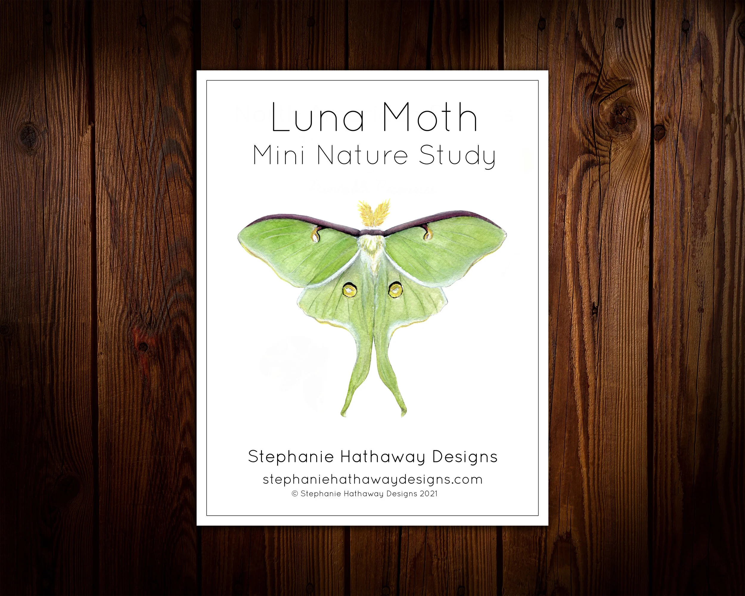 Ladybug Nature Study — Stephanie Hathaway Designs